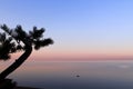 View of the sea bay through pine branches